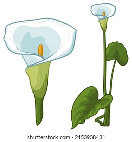 Calla Flowers Flowers Vector Illustration Isolated Stock Vector ...