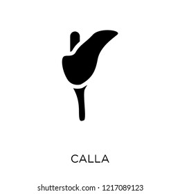 Calla icon. Calla symbol design from Nature collection. Simple element vector illustration on white background.