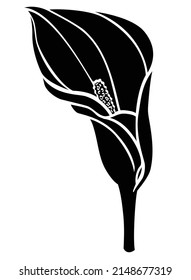 Inflorescencia de Calla, flor de planta tropical - ilustración de silueta vectorial para logotipo o pictograma. Signo o icono botánico - calla