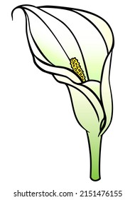 Inflorescencia de Calla, flor de planta tropical - dibujo vectorial de color completo para logotipo o pictograma. Ilustración botánica, signo o icono - calila