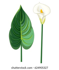 Calla leaf and flower. Vector illustration.