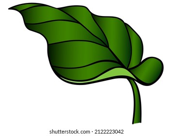 Calla leaf, tropical plant - vector full color picture. Succulent tropical leaf - botanical illustration
