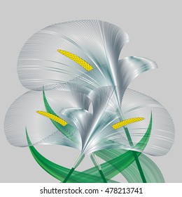 Calla Lilies 