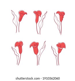 Calla lilies contour vector illustration. Different types of flower. 
