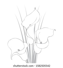 Calla lilies drawing illustration design