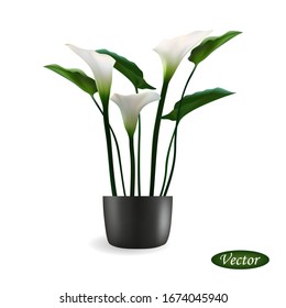 Calla lilies in flowerpot isolated on white background. White realistic flowers Calla. Vector illustration 3D. Icon blooming flower in natural style. Element design card, brochure, cover, booklet.