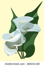 Calla lilies flowers