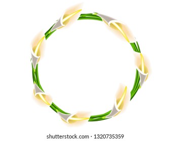 Calla lilies flowers frame