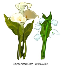 Calla lilies and snowdrops. Vector.