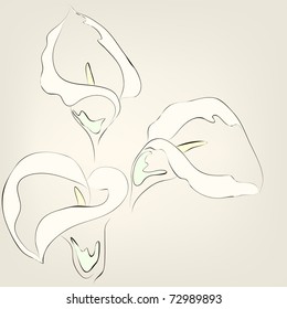 Calla lilies. Vector greeting card.