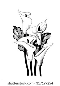 Calla lilly floral, black and white illustration, vector