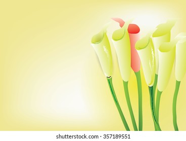 Calla lily   abstract flowers background,vector illustration