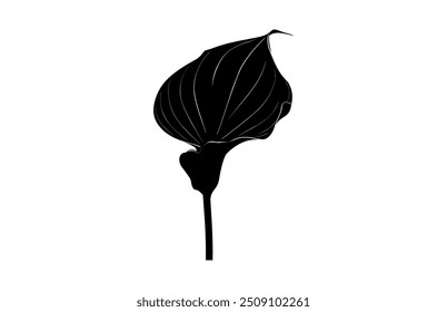 Calla Lily Black Silhouette Vektor, Arum Lily Silhouette Clipart