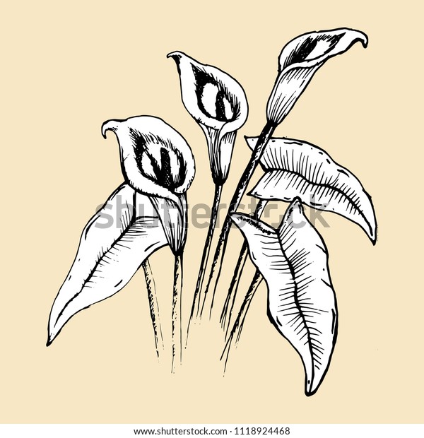 Calla Lily Botanical Hand Drawn Vector Stock Vector (Royalty Free ...