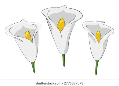 Calla lily Bud set. Collection of hand-drawn white Flower heads with yellow pistils. Elegant Wedding bouquet. Simple color art with pencil outline. Floral botany. Nature. Isolated. Vector illustration