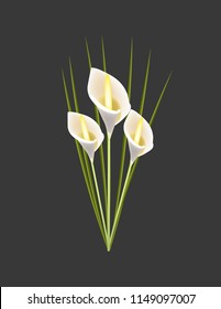 Calla Lily flower