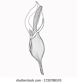 Calla lily flower, bud and leaves in black. Single tropical flower isolated on a white background. Floral design elements in contour style with ornate calla lilies for summer design and coloring book.