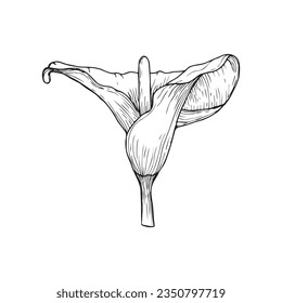 Calla lily blume grafische Vektorlinezeichnung.