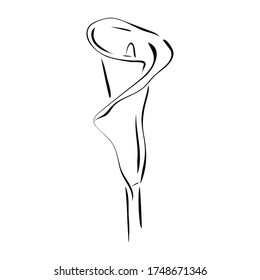 Calla lily flower. Hand drawn vector illustration in line art style, isolated on a white background.