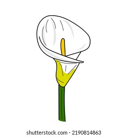 Calla Lily Flower. Hand Drawn Calla Lily Flower Isolated On White Background. Doodle Linear Style Flowers. Vector Illustration