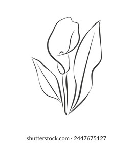 Calla lily flower isolated on white background. Outline drawing of calla lily flower Vector black and white doodle illustration, hand drawing eps10