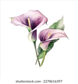 flor de lirio de calla aislada de fondo blanco. vector acuarela para invitación a boda, impresión, sublimación, taza, camiseta, tumbler