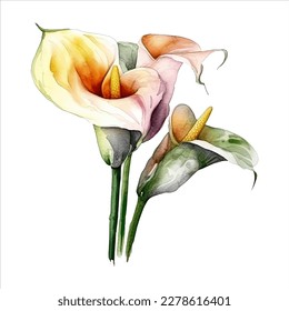 calla lily flower isolated in white background. watercolor vector for wedding invitation, printing, sublimation, mug, tshirt, tumbler