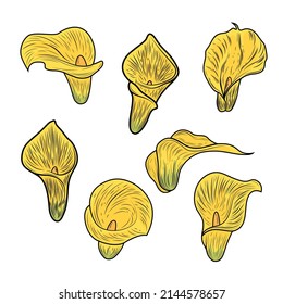 Calla Lily flower and leaf hand drawn botanical illustration with line art on white backgrounds. Calla Lily black ink sketch. The wild botanical garden is in bloom.