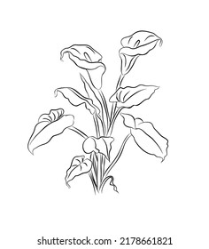 Calla Lily flower line art vector illustration. Modern hand drawn minimalist black ink sketch isolated on white background. Trendy design for jewelry, tattoo, wall art, wallpaper, etc.