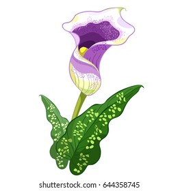 calla lily flower purple Vector illustration