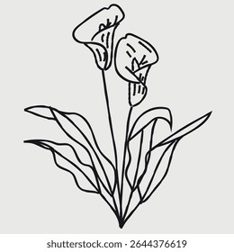 Calla Lily flower sketch. Illustration of calla lily flower with leaves. Hand-drawn line art flower. Calla lily. Flower doodle.