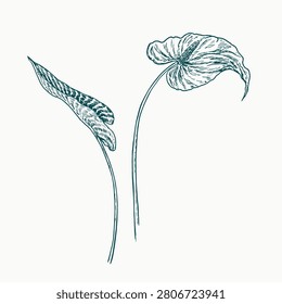 Calla Lily flower stem and leaf, doodle drawing, vintage style