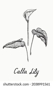 Calla Lily flower stem and leaves, doodle drawing with inscription, vintage style
