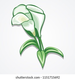 Calla Lily Flower Vector Illustration Stock Vector (Royalty Free ...