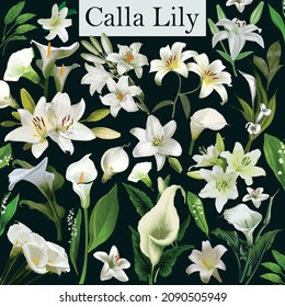 Calla Lily flor acuarela diseño Bundle