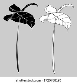 Calla Lily flowers, bud and leaves in black. Two tropical flowers isolated on a white background. Contour design elements with decorative calla lilies for summer design and coloring.