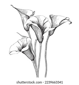 Calla lily flor dibujo a mano Dibujo Vector ilustración.