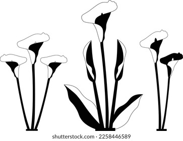 Calla Lily Flowers isolated vector Silhouettes