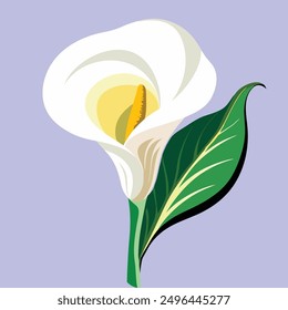 Calla lily flowers are pure white, yellowish-brown stamens, and bright green leaves and stems are very beautiful.