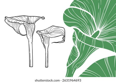 Calla Lily flowers, vector format, hand drawn outline. Easy to edit, ready to use. A mix between a green and a black flower on a white background. 