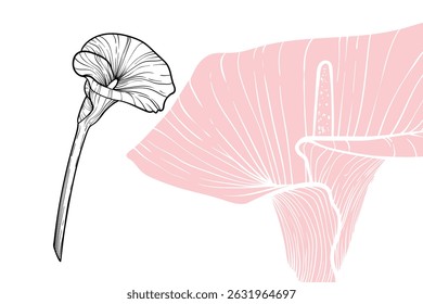 Calla Lily flowers, vector format, hand drawn outline. Easy to edit, ready to use. A mix between a pink and a black flower on a white background. 