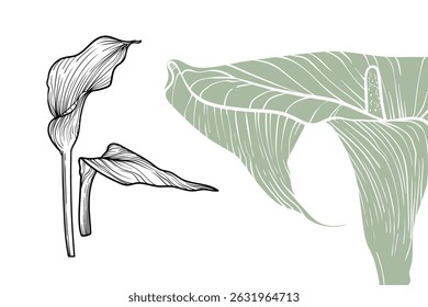 Calla Lily flowers, vector format, hand drawn outline. Easy to edit, ready to use. A mix between a gray green and a black flower on a white background.