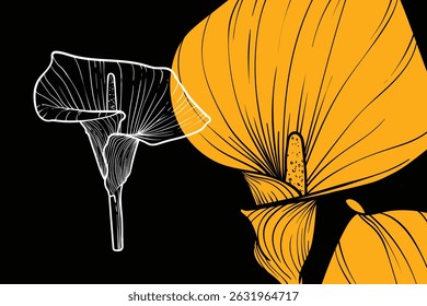 Calla lily flowers, vector format, hand drawn outline. Easy to edit, ready to use. A mix between a yellow and a white flower on a black background. 