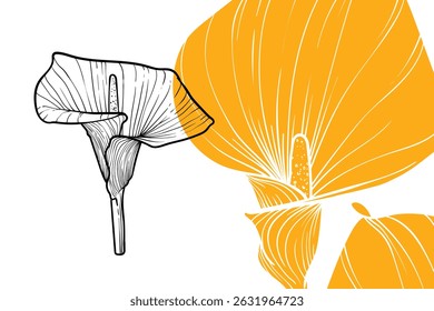 Calla Lily flowers, vector format, hand drawn outline. Easy to edit, ready to use. A mix between a yellow and a black flower on a white background. 