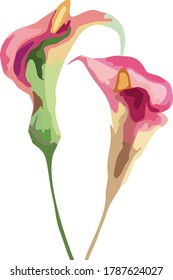 Calla lily flowers vector illustration