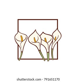 Calla lily flowers with white bud isolated on white background.  Vector card template.