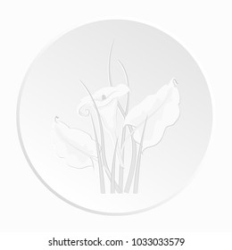 Calla Lily flowers are white-gray and colored on white background in the form of icons, isolated, vector illustration