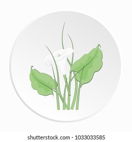 Calla Lily flowers are white-gray and colored on white background in the form of icons, isolated, vector illustration