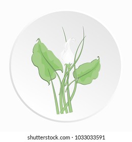 Calla Lily flowers are white-gray and colored on white background in the form of icons, isolated, vector illustration