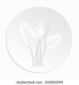 Calla Lily flowers are white-gray and colored on white background in the form of icons, isolated, vector illustration